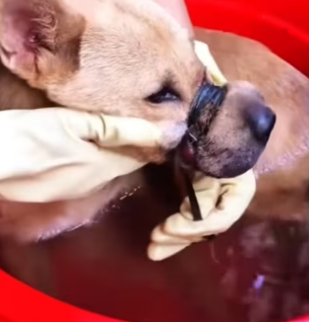 R1302009 Poor dog (Part 2)