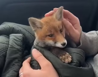 R1302029 Estaba punto de desaparecer bajo el hielo hoy duerme salvo (Part 2)