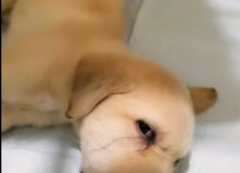 R1302023 dog was drooling (Part 2)