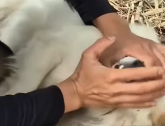 R1302019 A fragile life now guarded (Part 2)