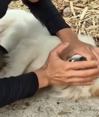 R1302019 A fragile life now guarded (Part 2)