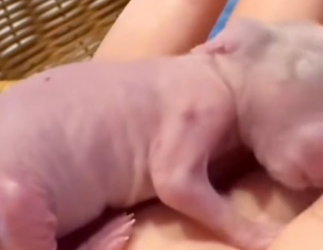 R1302005 poor baby rabbit rescue Happy ending (Part 2)