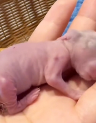 R1302005 poor baby rabbit rescue Happy ending (Part 2)