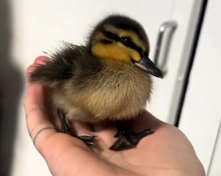 R1322008 Patos rescatados (Parte 2)