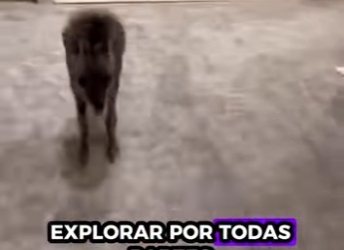 R1322022 Canguro de rescate (Part 2)