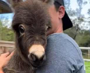 R1322024 Rescata al burrito (Parte 2)