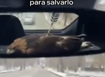 O0202010 Una vida mas fuera de riesgo (Parte 2)