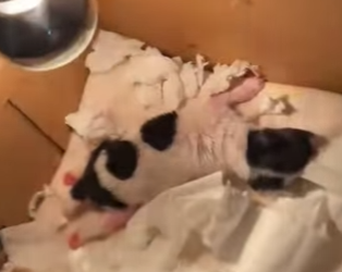 R1322019 perros de rescate (Parte 2)