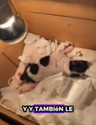 R1322019 perros de rescate (Parte 2)
