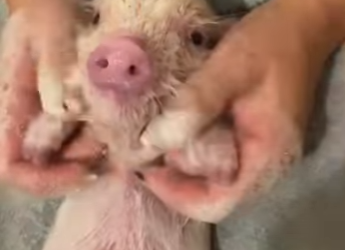 R1322007 Rescatar los lechones (Parte 2)