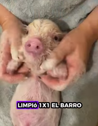 R1322007 Rescatar los lechones (Parte 2)