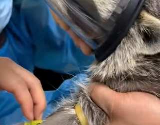 R1322004 Rescatar mapaches (Parte 2)