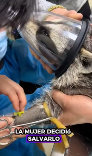 R1322004 Rescatar mapaches (Parte 2)