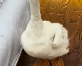 R1322018 Gansos de rescate (Part 2)