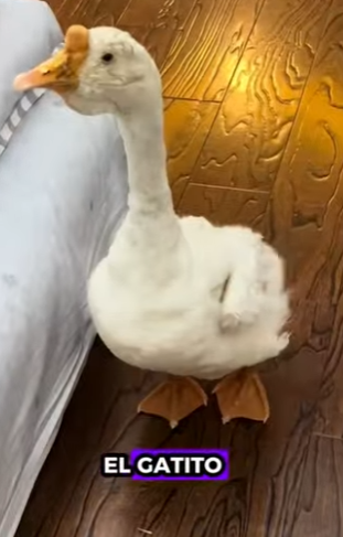 R1322018 Gansos de rescate (Part 2)