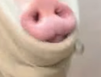 R1322011 Rescatar los lechones (Part 2)