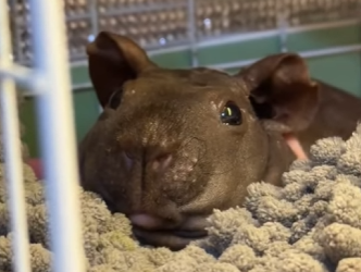 R1322023 Rescatar al hipopótamo (Parte 2)