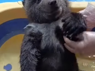 R1322014 Rescatando osos pardos (Parte 2)