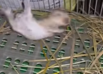 R1322001 Taylor encontró inesperadamente un conejo bebé abandonado en el patio (Part 2)