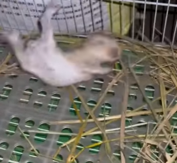 R1322001 Taylor encontró inesperadamente un conejo bebé abandonado en el patio (Part 2)