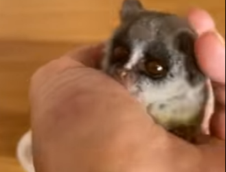 R1322010 Rescate del gálago (Parte 2)