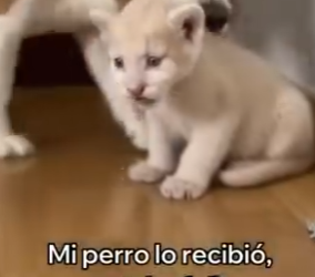 O0202003 Donde habia peligro ahora hay cuidado (Parte 2)