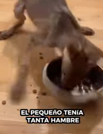 R1322030 Rescatar al lobo (Parte 2)