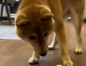 R1322009 Rescatando los polluelos (Part 2)