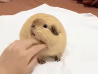 R1322005 Rescate de conejillos de indias (Parte 2)