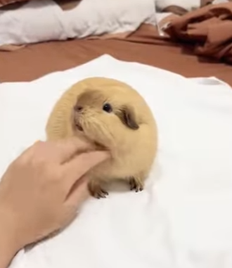 R1322005 Rescate de conejillos de indias (Parte 2)