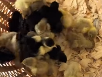 R1322002 Mike rescató un grupo de crías de codorniz que acababan de nacer (Part 2)