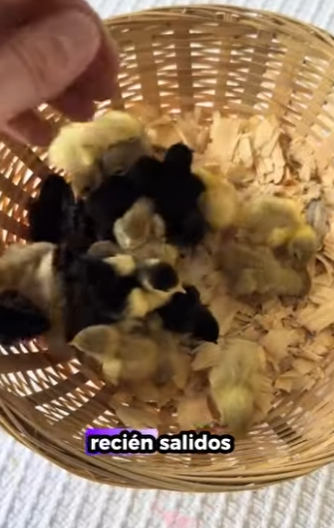 R1322002 Mike rescató un grupo de crías de codorniz que acababan de nacer (Part 2)