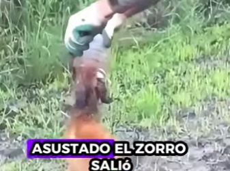 R1322017 Rescata al zorro (Parte 2)