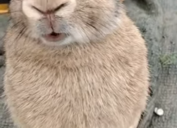 R1322025 Una pareja rescató un conejo de un hurón en la naturaleza, pero no sa (Part 2)