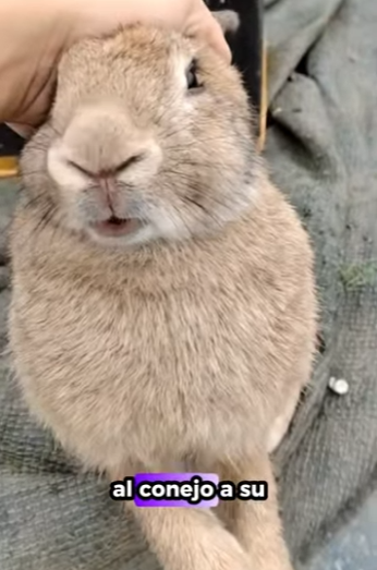 R1322025 Una pareja rescató un conejo de un hurón en la naturaleza, pero no sa (Part 2)