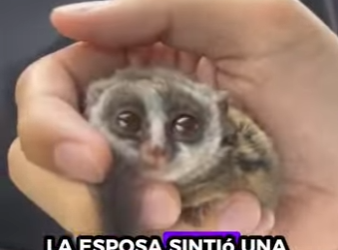 R1322012 Rescate del gálago (Part 2)