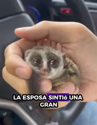 R1322012 Rescate del gálago (Part 2)