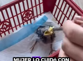 R1322013 Rescate de aves (Parte 2)