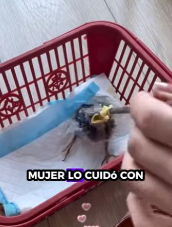 R1322013 Rescate de aves (Parte 2)