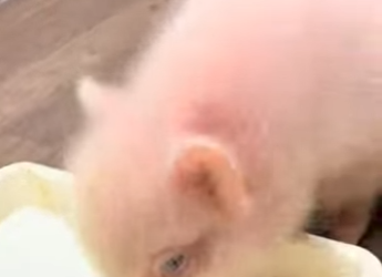 R1322029 Rescatar los lechones (Parte 2)