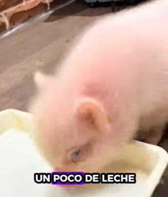 R1322029 Rescatar los lechones (Parte 2)