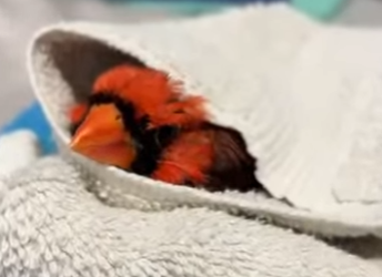 R1322003 Cardenal de rescate (Parte 2)