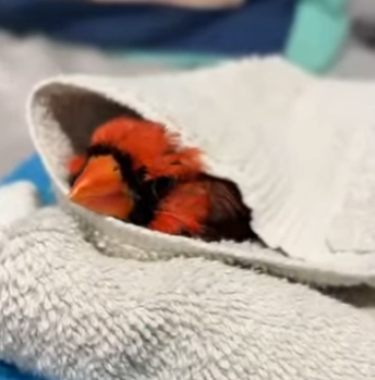 R1322003 Cardenal de rescate (Parte 2)