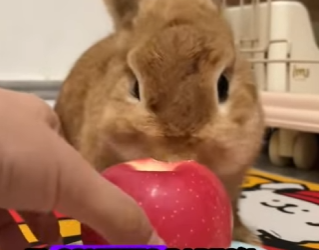 R1322028 Conejos rescatados (Part 2)