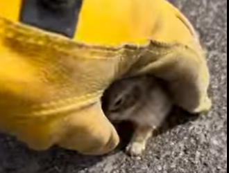 R1322027 Conejos rescatados (Parte 2)