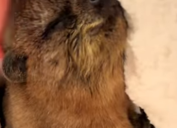 R1322006 Rescatando marmotas (Parte 2)