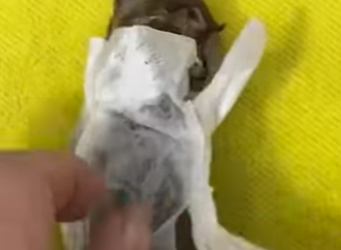 R1322026 Amanda rescató un loro que se estaba ahogando, pero esto fue lo que (Parte 2)