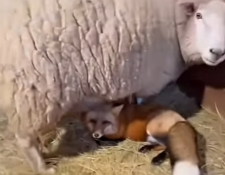 F1002001 fox enters flock of sheep (Part 2)