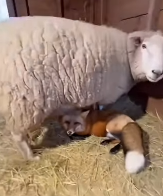 F1002001 fox enters flock of sheep (Part 2)