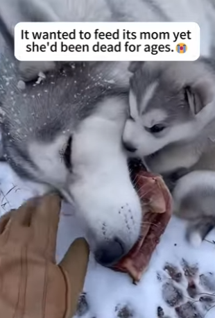 F1002005 Husky cub sent his mother away (Part 2)